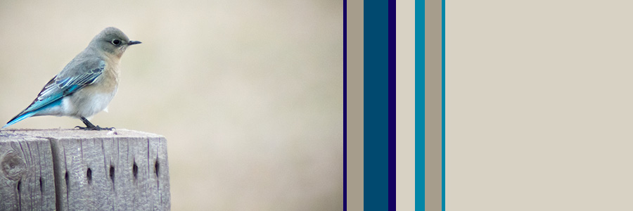 image of mountain bluebird