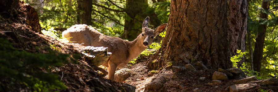 Deer on train in Glacier