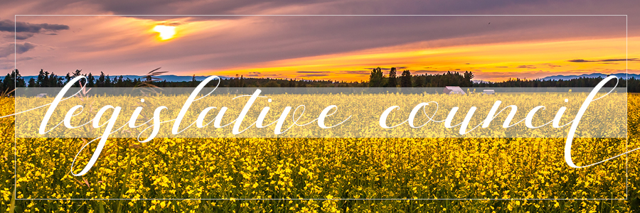 Image of field of yellow flowers in Montana
