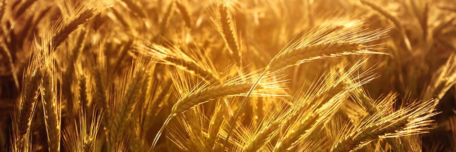sun shining behind stalks of wheat
