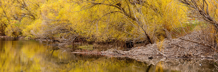 Image of Whitefish River